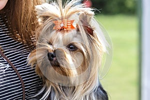 Pet domestic purebred prodigal dog Yorkshire terrier in the hands of a human owner