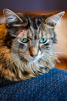 Pet domestic tabby cat with purple stitches on head