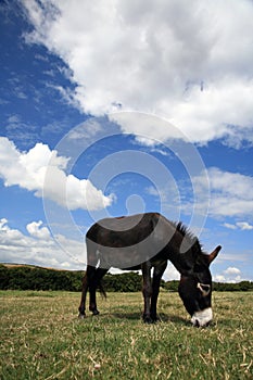 Pet Donkey