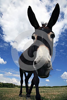 Mascota burro 