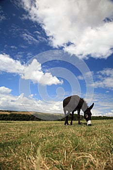 Pet Donkey