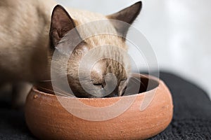 Pet eating food. Cat eats food from bowl