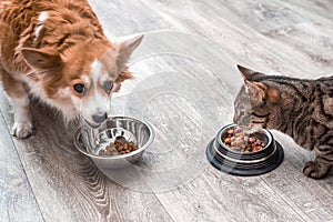 Pet eating food. Dog and cat eating food from bowl. Close up