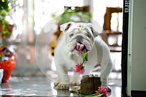 Pet English bulldog with a flower in its mouth and tongue sticking out