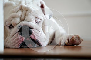 Pet English Bulldog lying down looking disappointed and sad