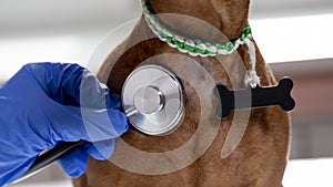 The pet is examined by a veterinarian at a veterinary hospital