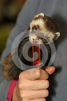 Pet ferret being fed treats in syringe