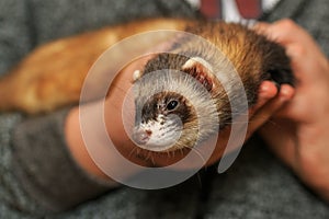 Pet ferret being petted in the lap