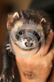 Pet ferret being petted in the lap