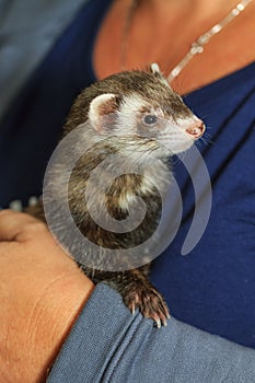 Pet ferret being petted in the lap