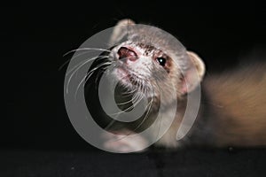 Pet Ferret on Black Backgroung Mustelid Polecat Mustela Furo Sable Mitt Color
