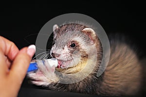 Pet Ferret on Black Backgroung Mustelid Polecat Mustela Furo Sable Mitt Color