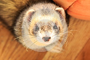 Pet ferret looking curiously up