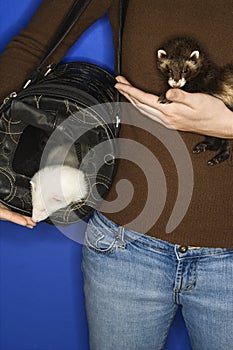 Pet ferrets held by Caucasian woman.