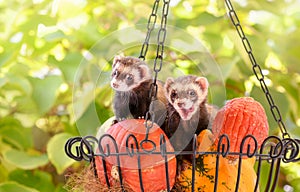 Pet ferrets, Mustela putorius furo, together in a basket with pumpkins