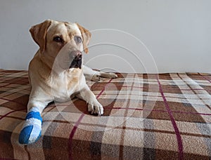 Pet first aid concept. Paw bandage for dogs.