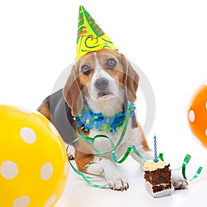 Pet first birthday party celebration