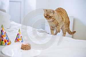 Pet food cake for cat birthday