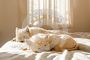 Pet friendly accommodation: lazy west highland white terrier westie dogs having morning sleep in on bed