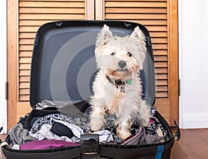 Pet friendly accommodation: scruffy west highland white terrier photo