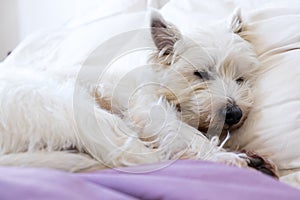 Pet friendly accommodation: west highland white terrier westie d