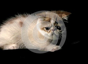 Pet Garfield with white fur and brown mottled texture