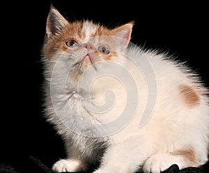 Pet Garfield with white fur and brown mottled texture