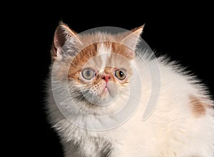 Pet Garfield with white fur and brown mottled texture