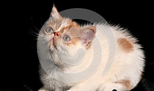 Pet Garfield with white fur and brown mottled texture