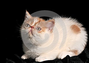 Pet Garfield with white fur and brown mottled texture