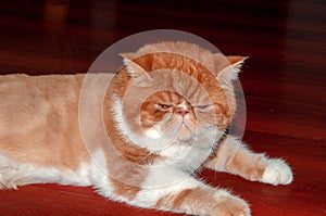 Pet Garfield with white fur and brown mottled texture