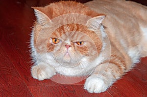 Pet Garfield with white fur and brown mottled texture