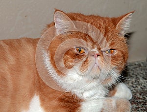 Pet Garfield with white fur and brown mottled texture