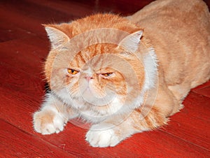 Pet Garfield with white fur and brown mottled texture