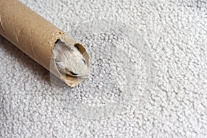 Pet gerbil playing with cardboard tube indoors
