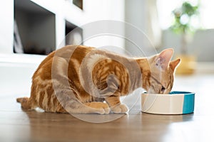 Pet Ginger Cat Eating Food From Bowl At Home