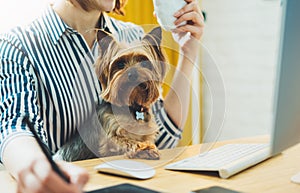 Pet with graphic designer working at home workplace on background monitor computer, isolation smile hipster manager with dog