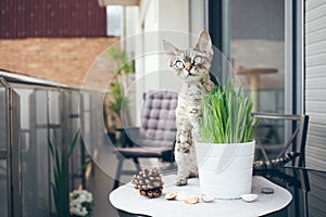 Pet grass, Cat grass. Beautiful Devon Rex cat is sitting on a private terrace