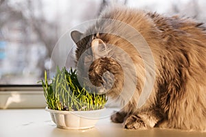 Pet grass, Cat grass. Cat is eating a cat grass.