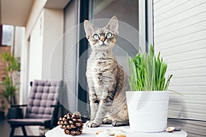 Pet grass, Cat grass. Cat is walking on a balcony and smelling the fresh air