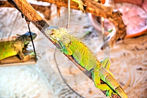 Pet green iguana in a cage