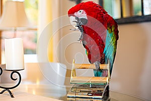 Pet green-winged macaw parrot getting her weight checked