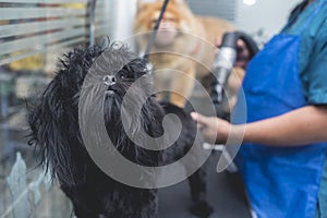 A pet groomer blow dries a black shih tzu dog after a bath. Pampered pet grooming at a salon and spa