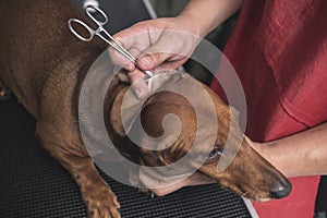 A pet groomer cleans a brown dachshund`s ears with cotton wrapped around a pair of forceps. At a vet clinic or dog salon