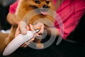 Pet groomer cleans claws of a dog