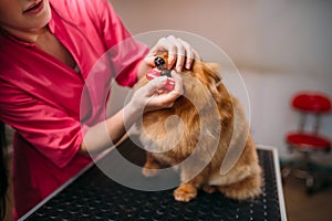 Pet groomer cleans teeth of dog in grooming salon
