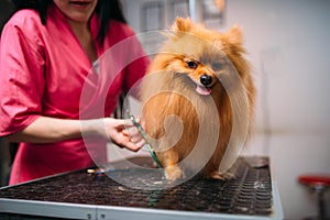 Pet groomer cuts with scissors claws of a dog