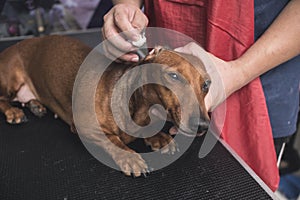 A pet groomer gently cleans a brown dachshund`s ears with cotton balls soaked with ear cleaner while lying on a table. At a vet