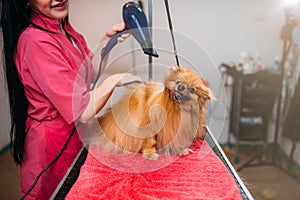 Pet groomer with hair dryer, dog in grooming salon