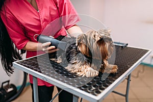 Pet groomer with haircut machine, dog hairstyle